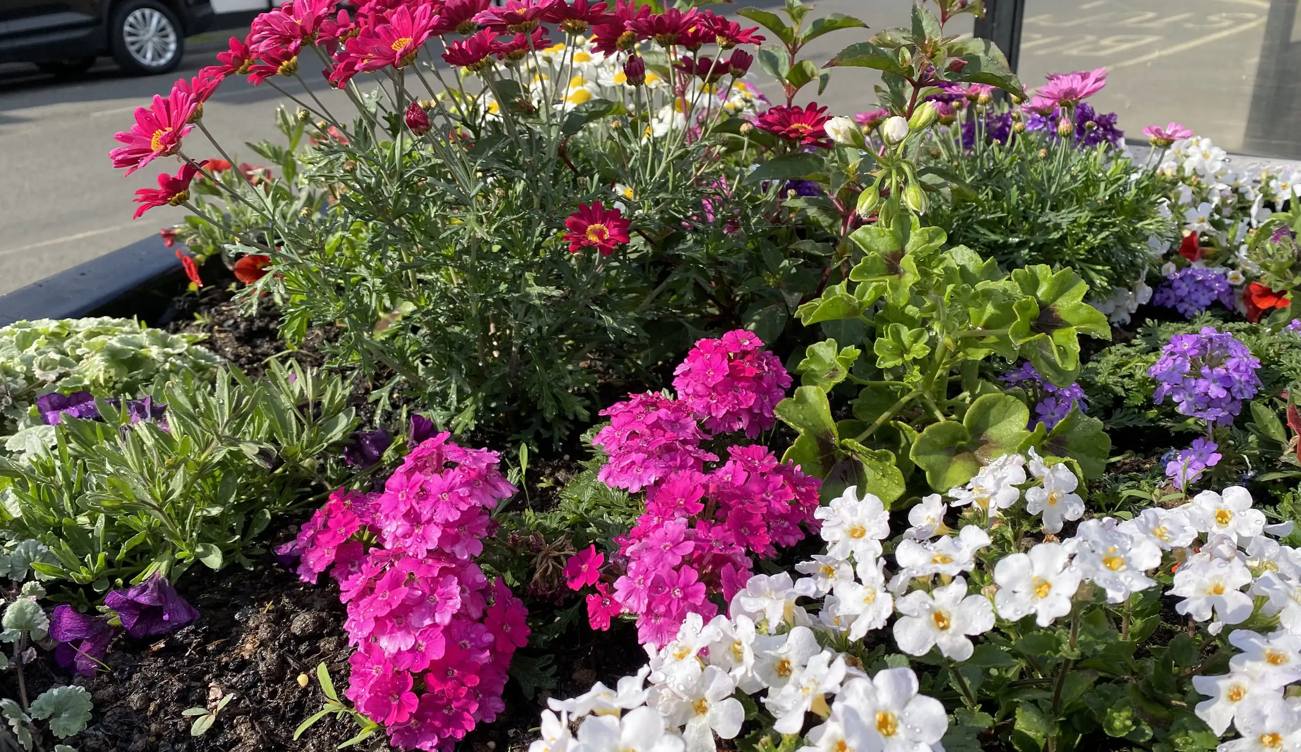 Milford-on-Sea in Bloom