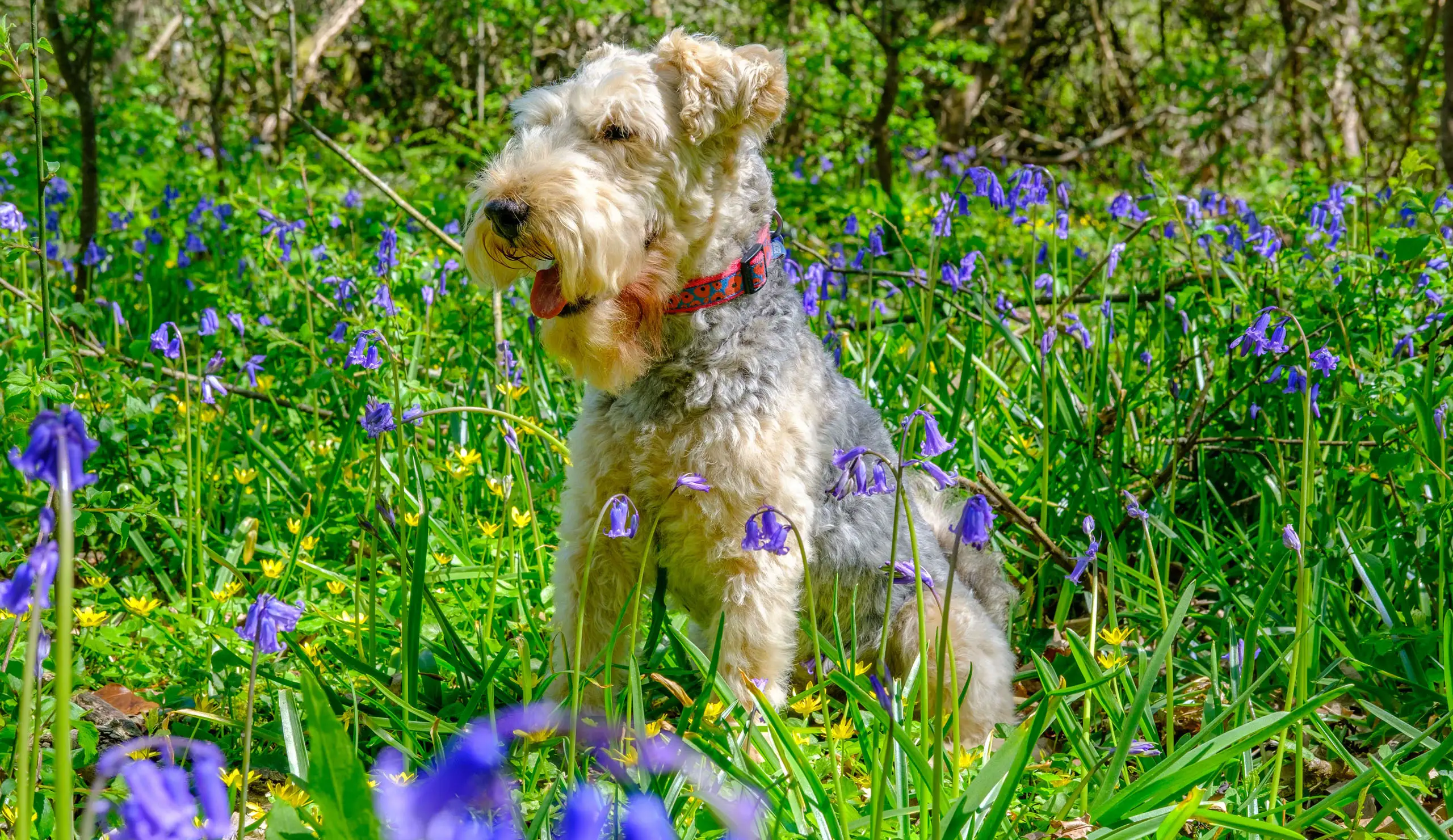 A Yorkie dog playing among Bluebells